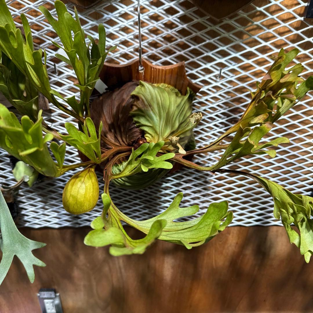 ビカクシダ　リドレイ　ワイルド　大株　三年育成　ウィリンキー　ヒリー　ベイチー