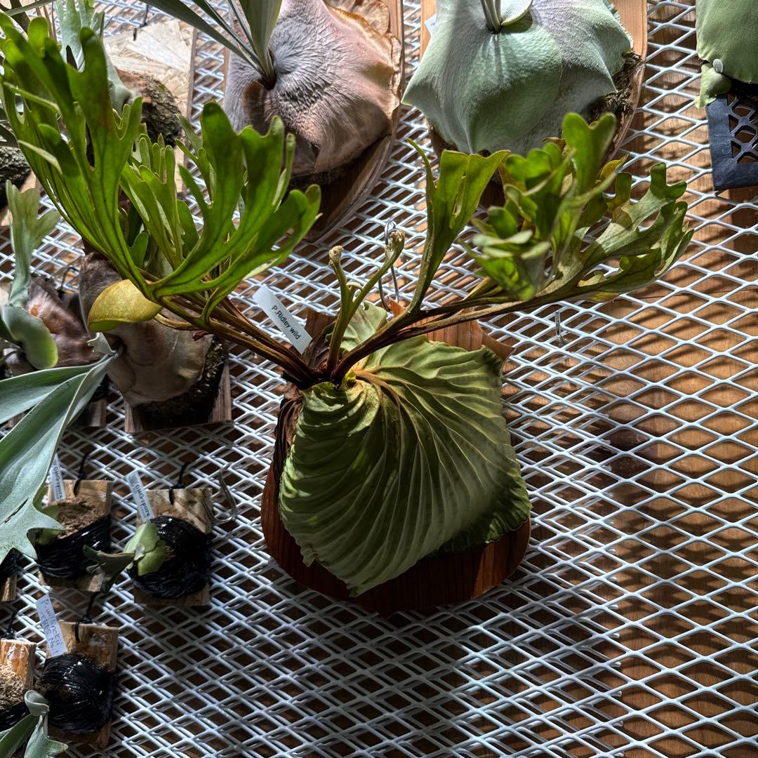 ビカクシダ　リドレイ　ワイルド　大株　三年育成　ウィリンキー　ヒリー　ベイチー