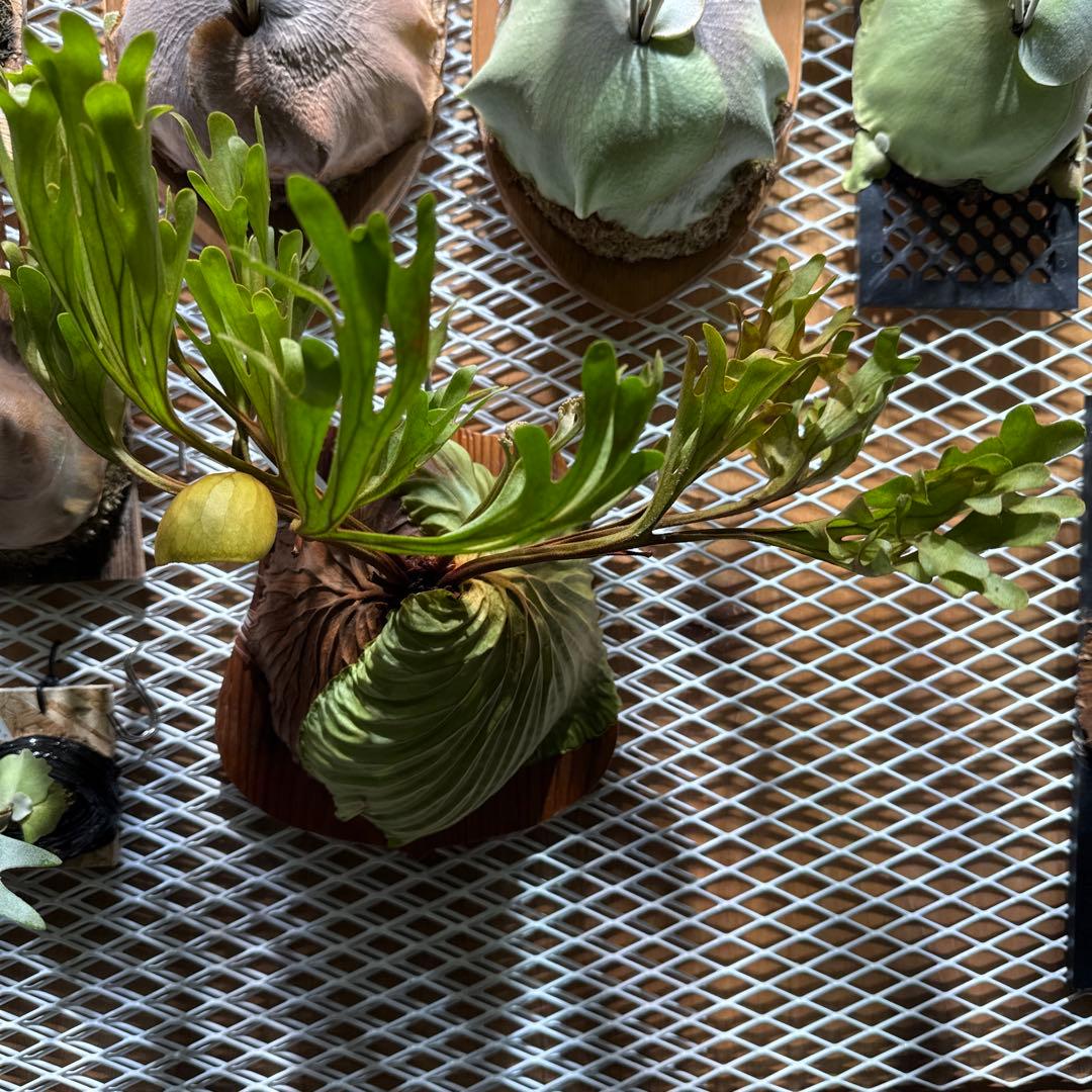 ビカクシダ　リドレイ　ワイルド　大株　三年育成　ウィリンキー　ヒリー　ベイチー