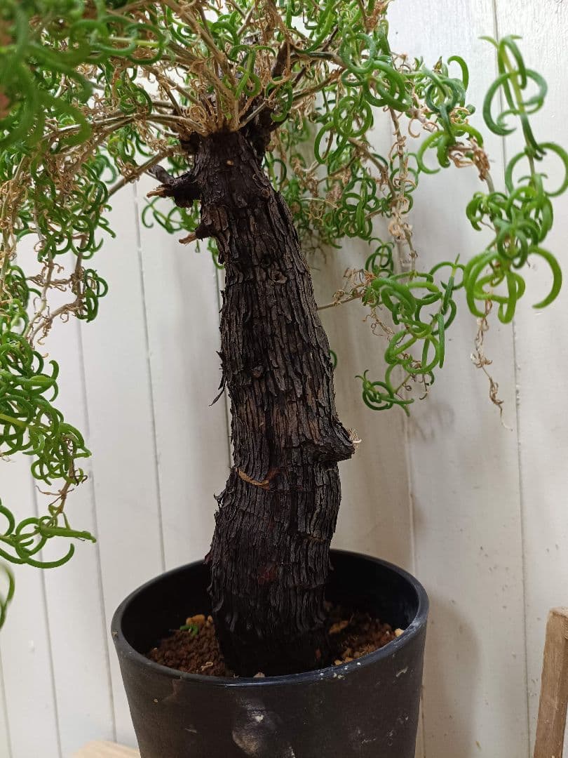 F023超希少種発根済み メストクレマ ツベローサム 養生株