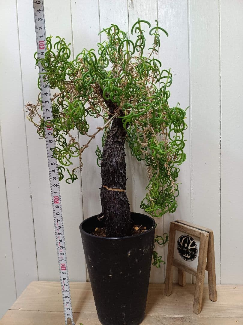 F023超希少種発根済み メストクレマ ツベローサム 養生株