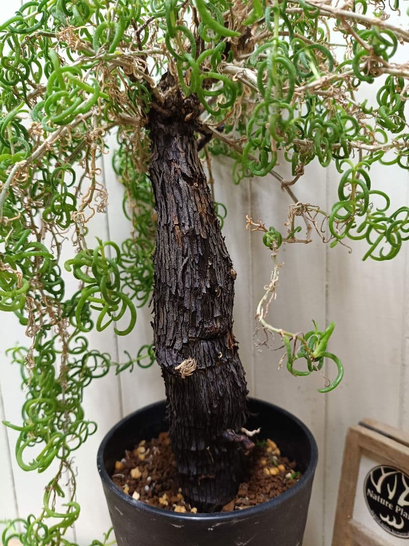 F023超希少種発根済み メストクレマ ツベローサム 養生株