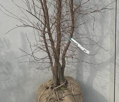 《現品》姫沙羅（ヒメシャラ）株立ち　樹高1.7ｍ（根鉢含まず）36【苗木/植木】