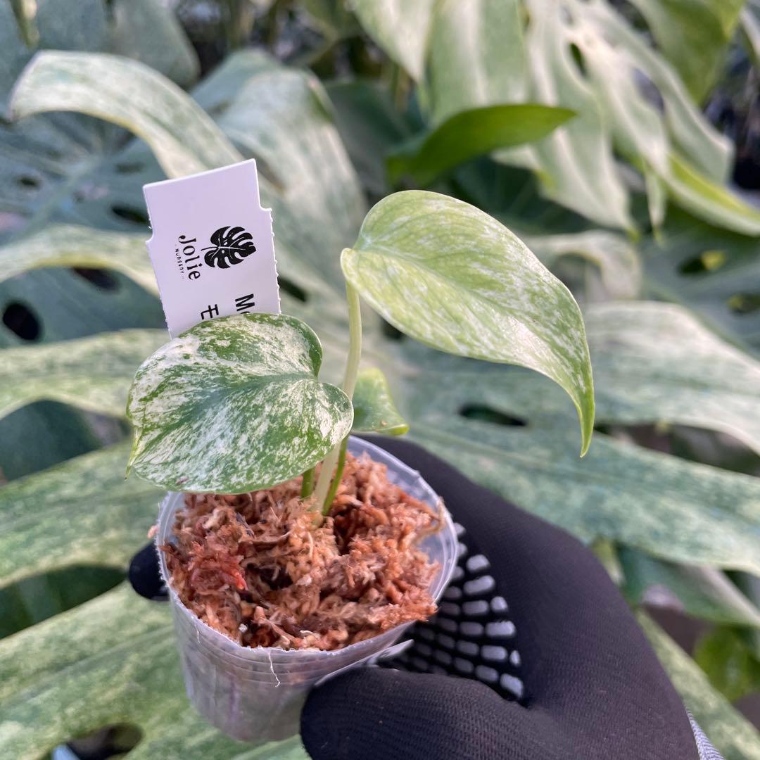 DM6モンステラ デリシオーサ ミント斑入り 2寸ポリポット ネコポス発送