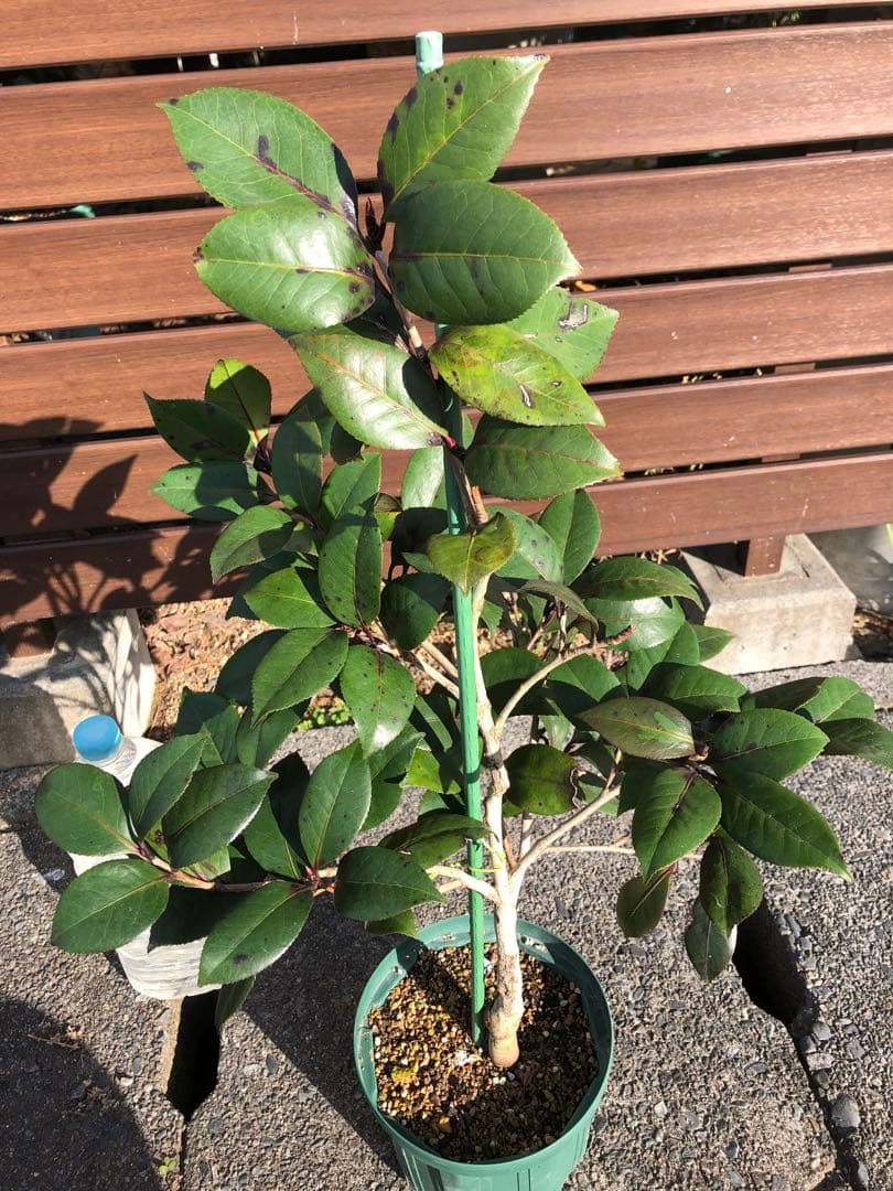 金華美女 椿 接木苗 鉢底約70cm