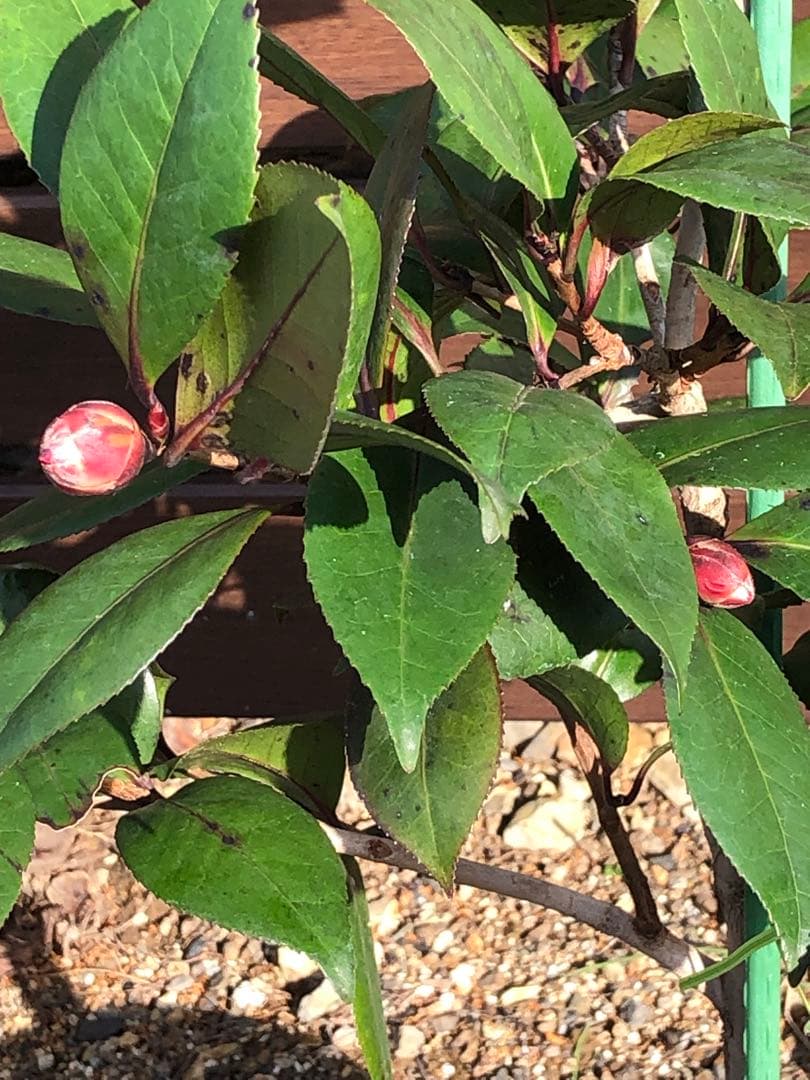 金華美女 椿 接木苗 鉢底約70cm