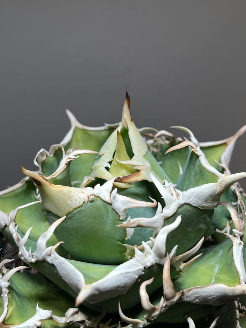 アガベ チタノタ lize血統 大白鯊 ホホジロザメ - メルカリ