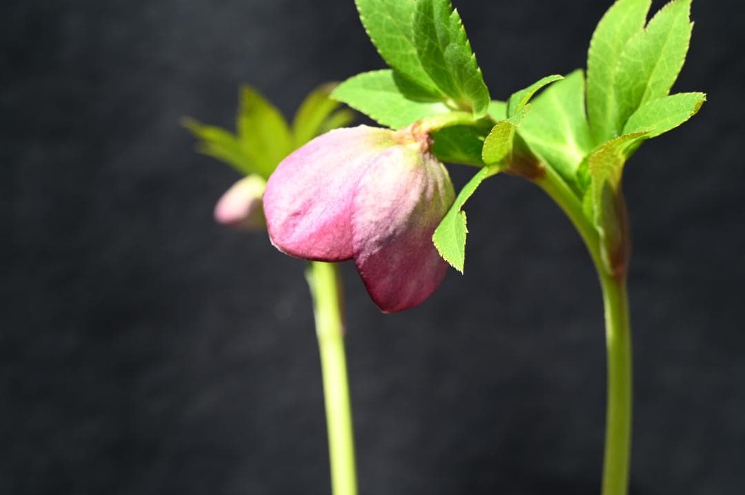 加藤農園 クリスマスローズ ピンクのセミダブル 加藤農園 クリスマス