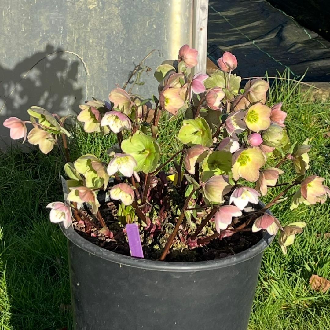 s*い様 ☘️蕾付き☘️沢山新芽3387⭐️BELCHERI⭐️PINK ICE