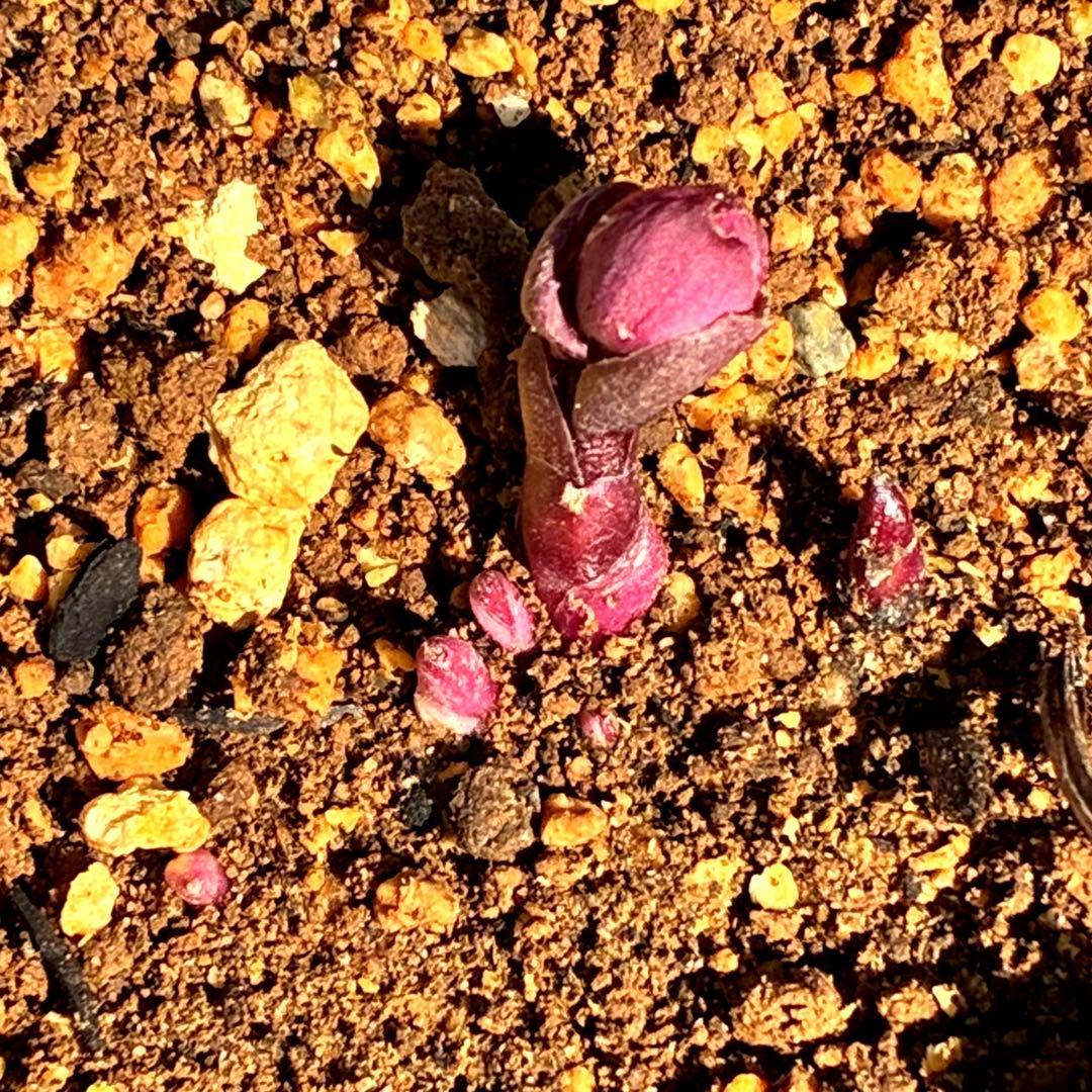 s*い様 ☘️蕾付き☘️沢山新芽3387⭐️BELCHERI⭐️PINK ICE