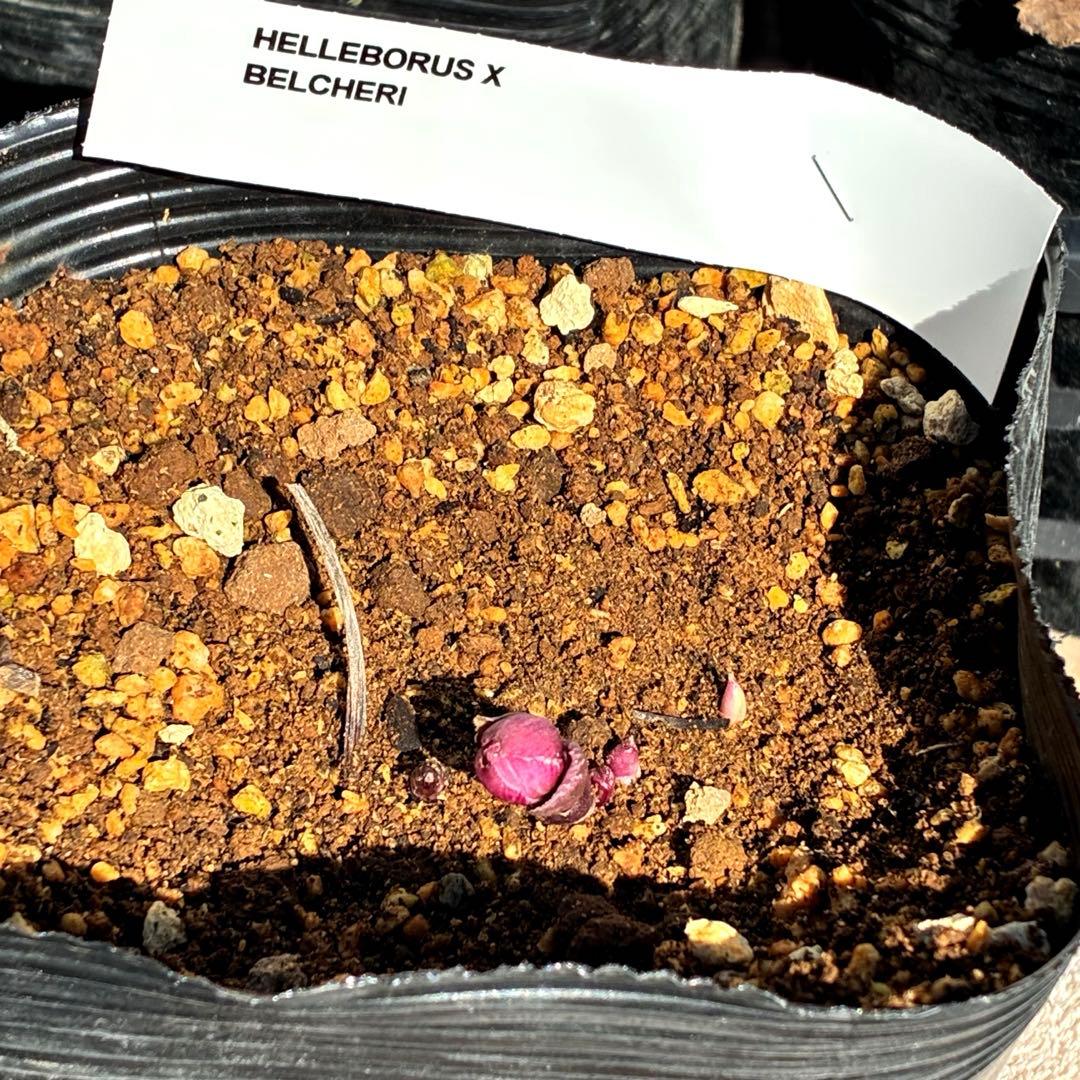 s*い様 ☘️蕾付き☘️沢山新芽3387⭐️BELCHERI⭐️PINK ICE