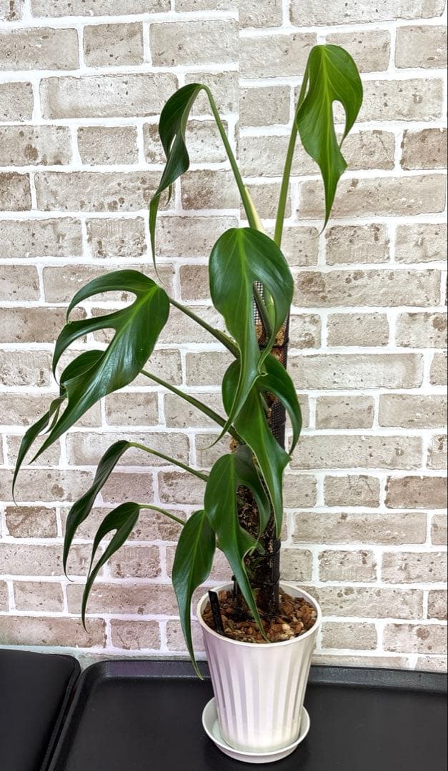 モンステラ バールマルクスフレーム ディラセラータ1 - メルカリ