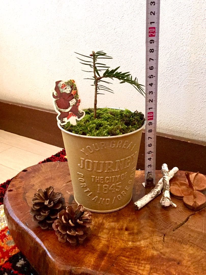 天然野生の可愛い森の樅の木さん【もみの木＊モミの木＊クリスマスツリー】