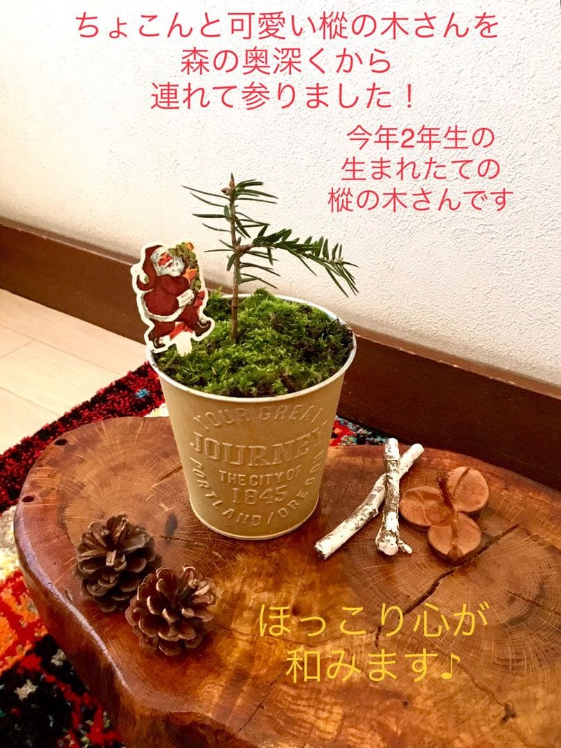 天然野生の可愛い森の樅の木さん【もみの木＊モミの木＊クリスマスツリー】