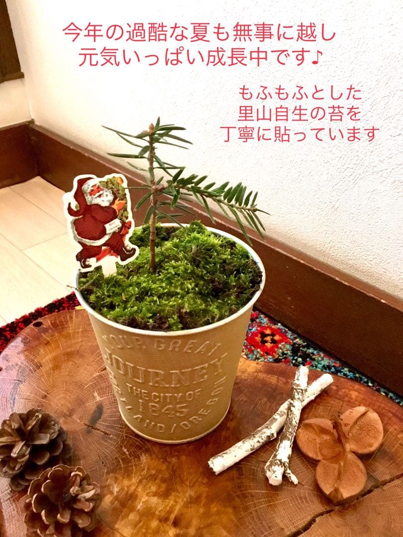 天然野生の可愛い森の樅の木さん【もみの木＊モミの木＊クリスマスツリー】
