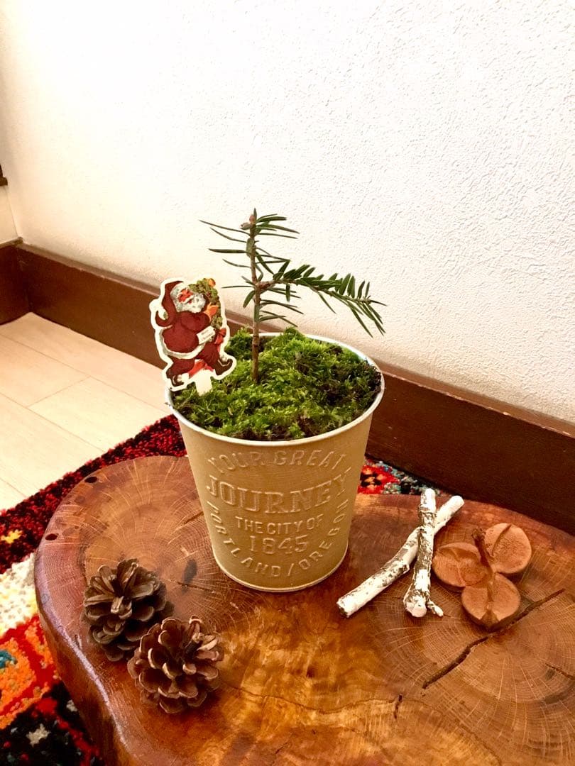 天然野生の可愛い森の樅の木さん【もみの木＊モミの木＊クリスマスツリー】