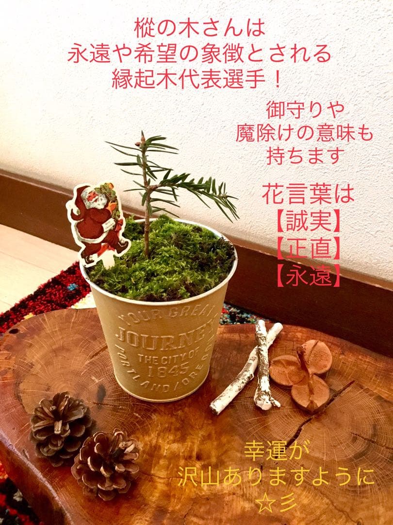 天然野生の可愛い森の樅の木さん【もみの木＊モミの木＊クリスマスツリー】