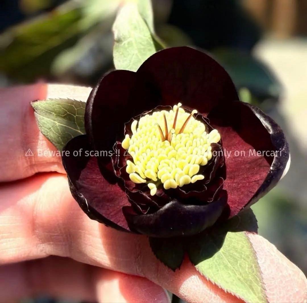 □加藤農園□ 今季株分け クリスマスローズ メルカリ便 - メルカリ