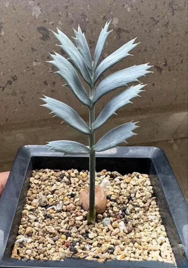 連休セール‼️3点限定‼️ 人気植物 エンセファラルトス・ホリダス