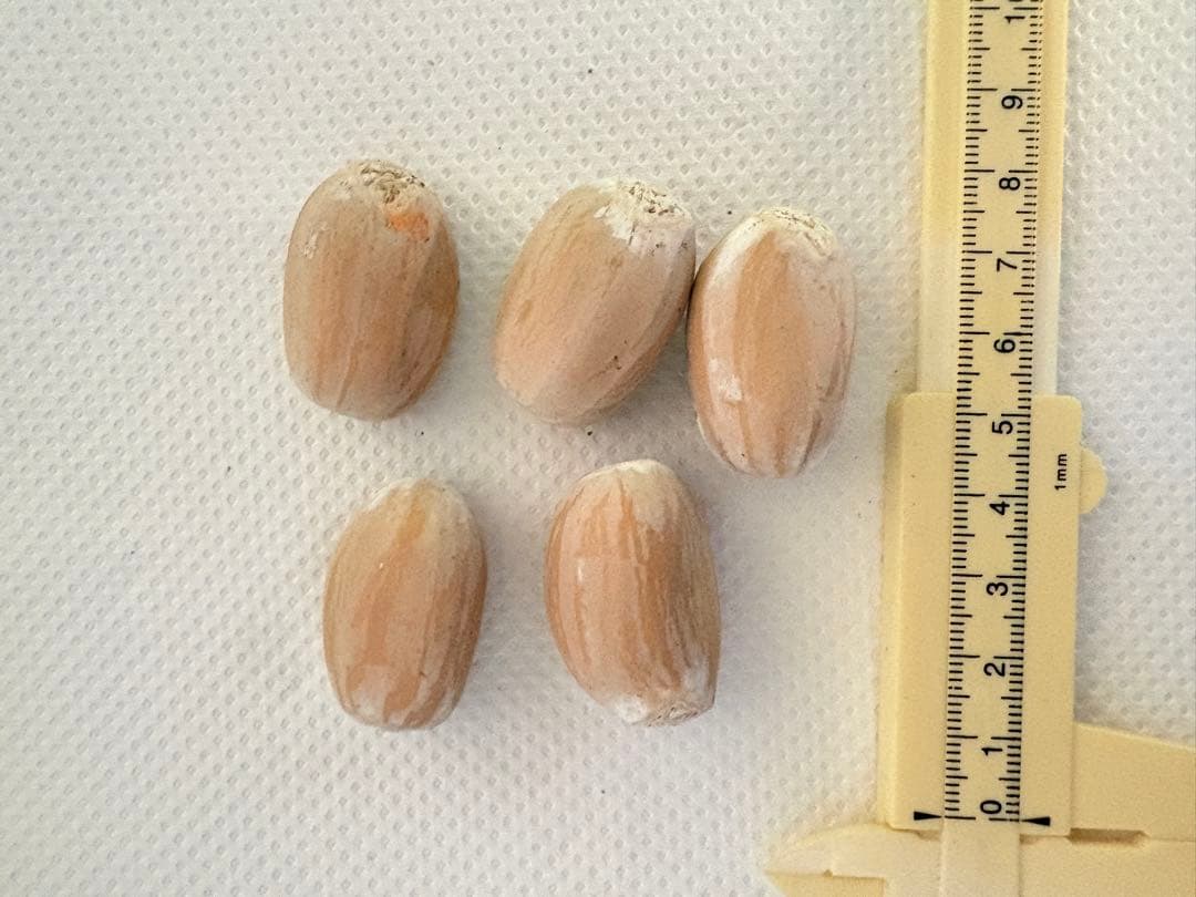 連休セール‼️3点限定‼️ 人気植物 エンセファラルトス・ホリダス