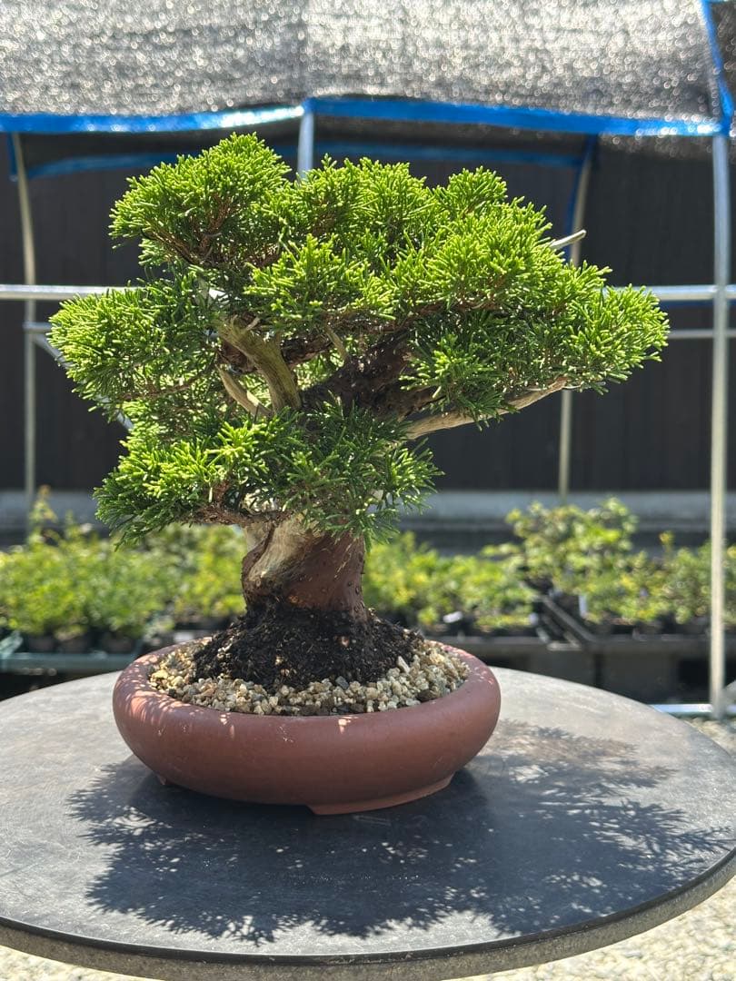 盆栽 糸魚川真柏 太幹 貴風サイズ-5