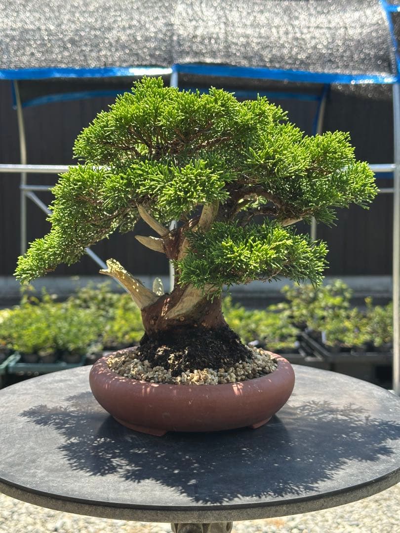 盆栽 糸魚川真柏 太幹 貴風サイズ-5