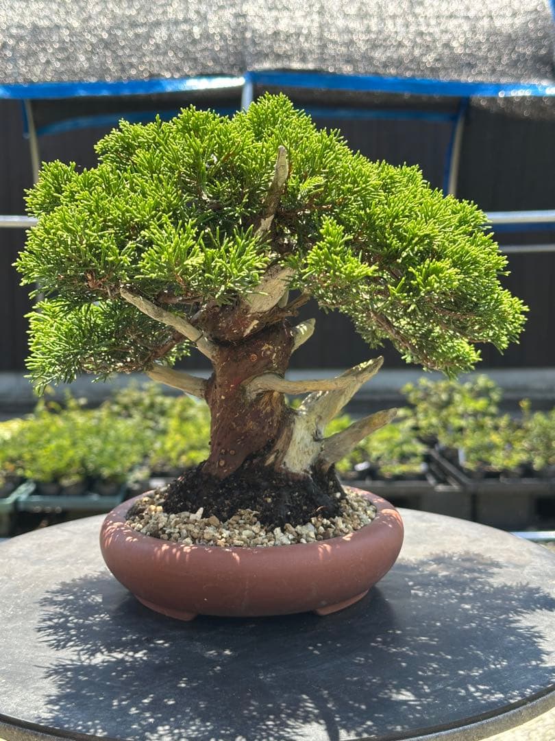 盆栽 糸魚川真柏 太幹 貴風サイズ-5