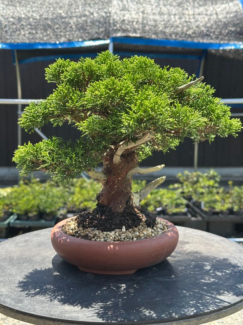 盆栽 糸魚川真柏 太幹 貴風サイズ-5