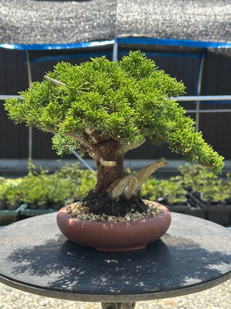 盆栽 糸魚川真柏 太幹 貴風サイズ-5