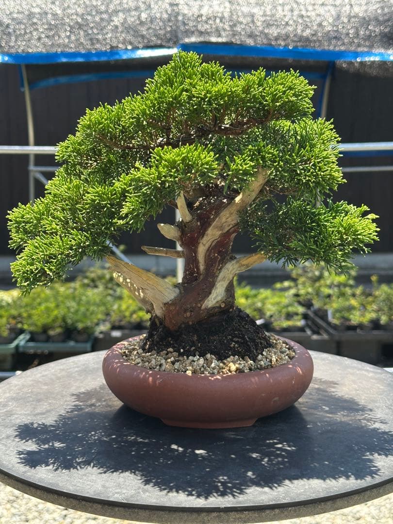盆栽 糸魚川真柏 太幹 貴風サイズ-5