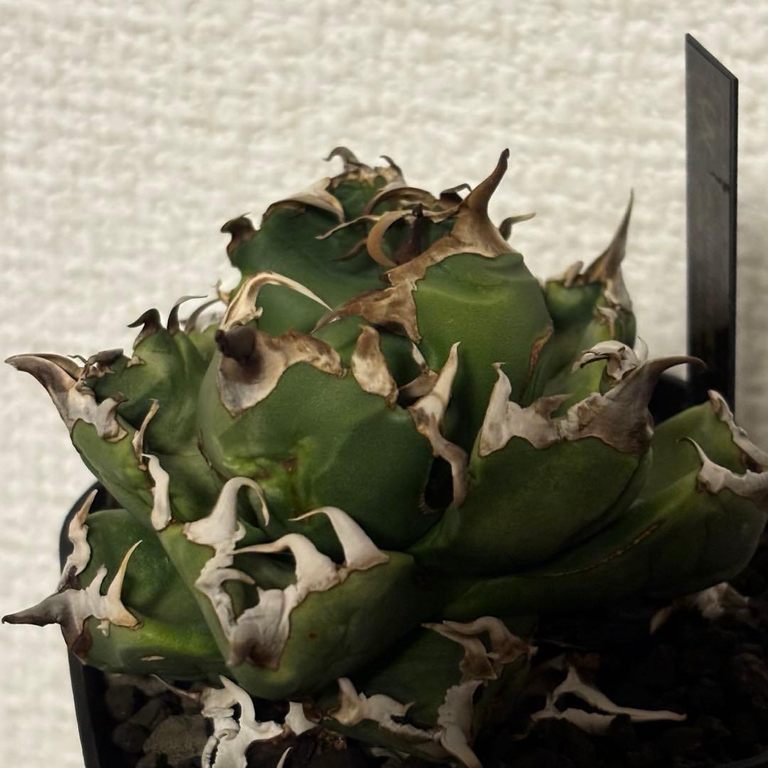 アガベ チタノタ 魔丸 特選株 - メルカリ