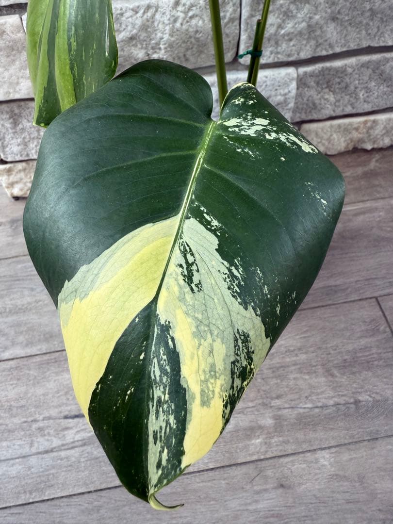 超希少なモンステラ デリシオーサ カメレオン