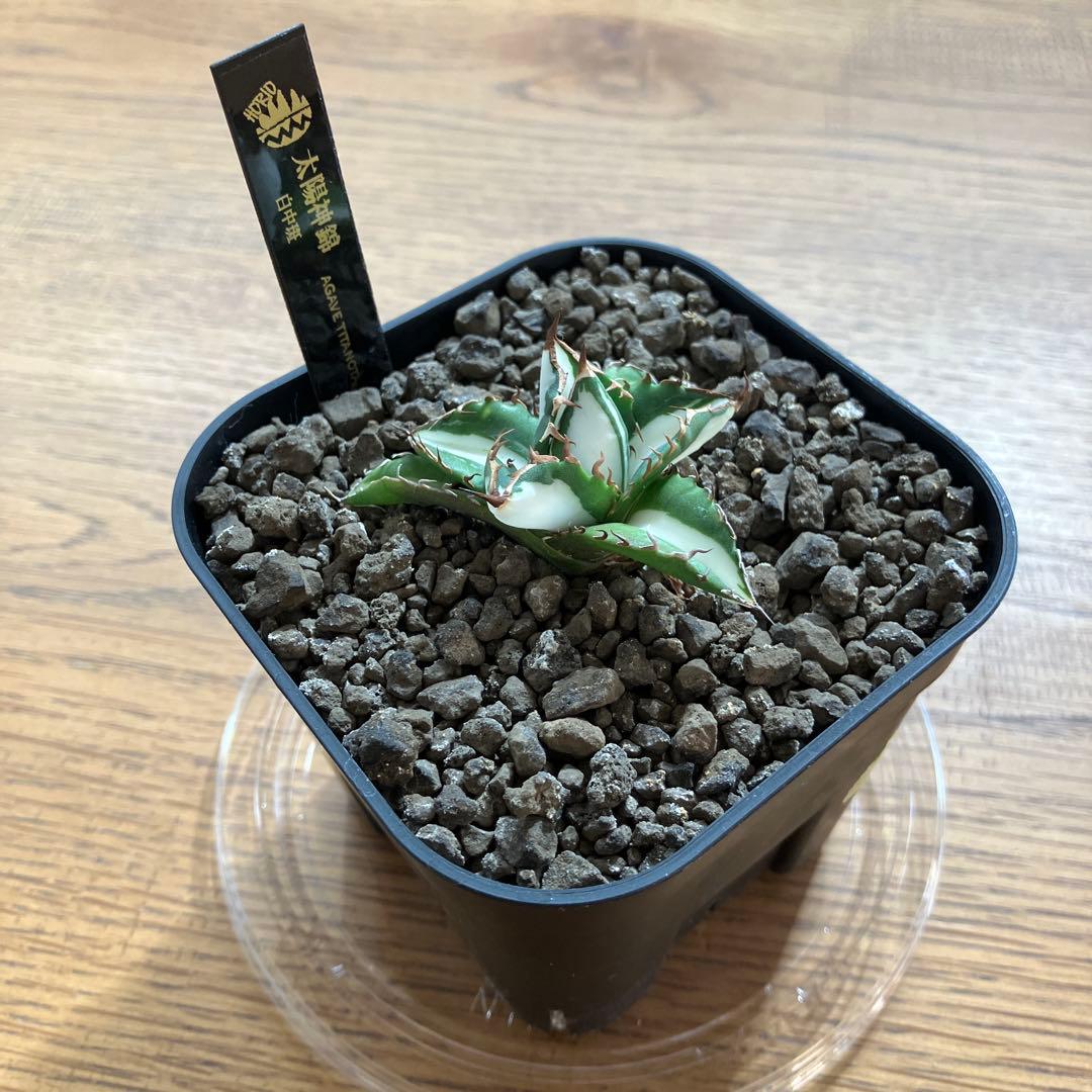 鉢ごと発送】発根済み 美株 アガべ 太陽神錦 白中斑 縞斑 TC 安定株