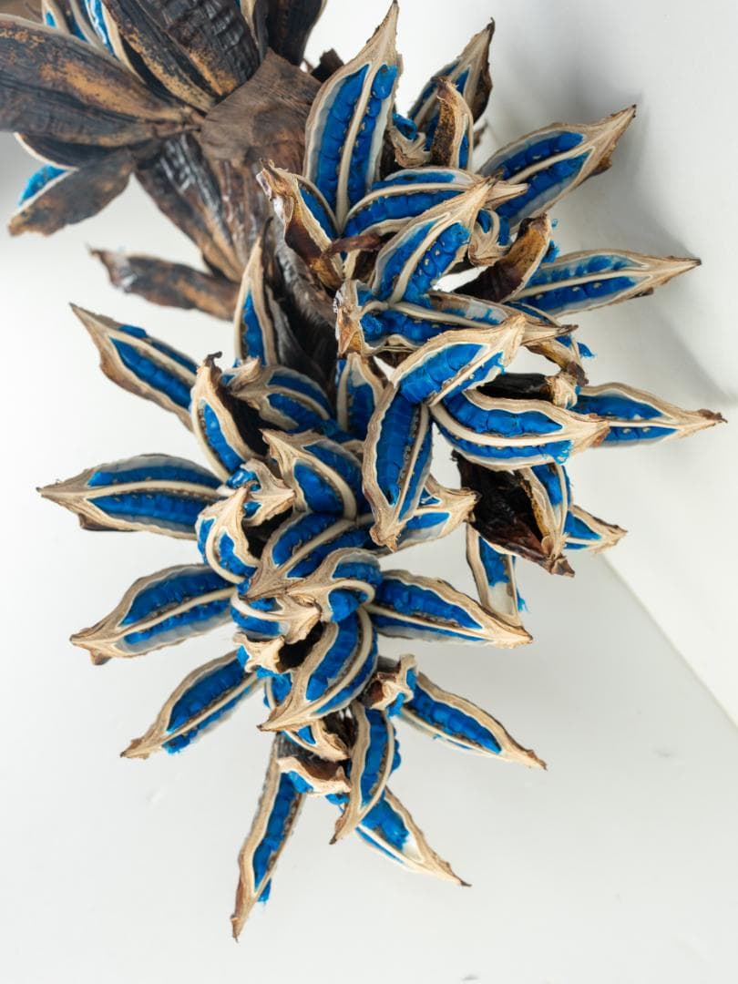 タビビトノキ 青い種 丸ごと 5 旅人の木 オオギバショウ 種子