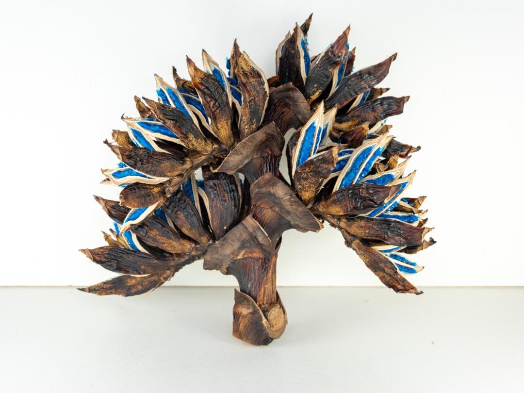 タビビトノキ 青い種 丸ごと 5 旅人の木 オオギバショウ 種子