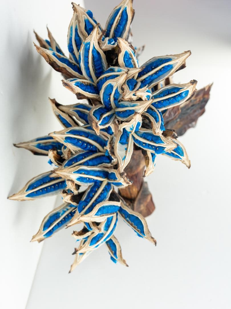 タビビトノキ 青い種 丸ごと 5 旅人の木 オオギバショウ 種子