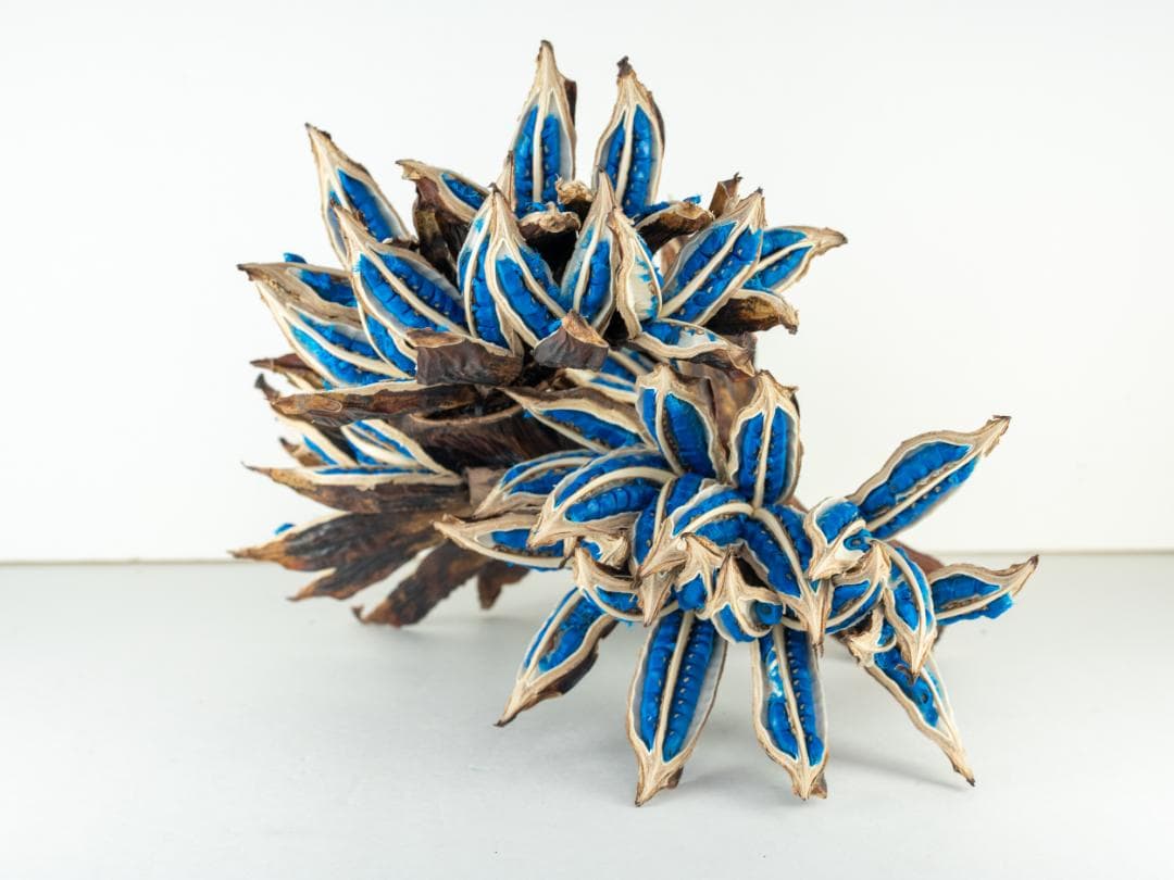 タビビトノキ 青い種 丸ごと 5 旅人の木 オオギバショウ 種子