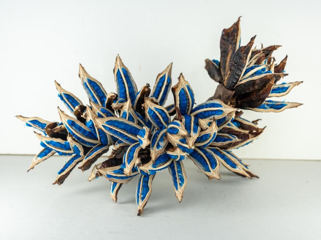 タビビトノキ 青い種 丸ごと 5 旅人の木 オオギバショウ 種子