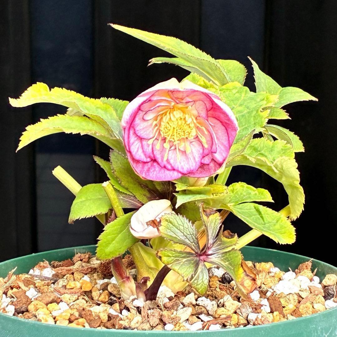 も*読様 530☘️ラスト2☘️蕾花タグ付☘️極上☘️特大SD⭐️蜃気楼⭐️コロ