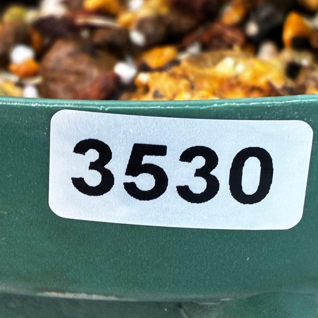 も*読様 530☘️ラスト2☘️蕾花タグ付☘️極上☘️特大SD⭐️蜃気楼⭐️コロ