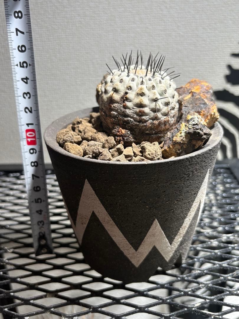 黒王丸 現地球 発根済み　コピアポア シネレア Copiapoa