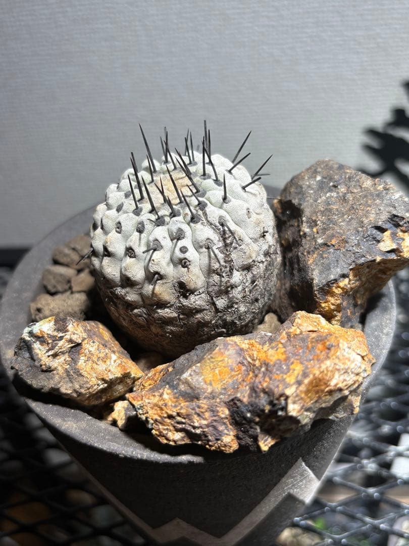 黒王丸 現地球 発根済み　コピアポア シネレア Copiapoa