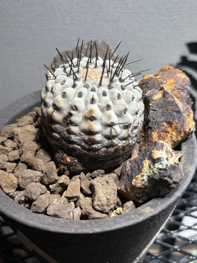黒王丸 現地球 発根済み　コピアポア シネレア Copiapoa