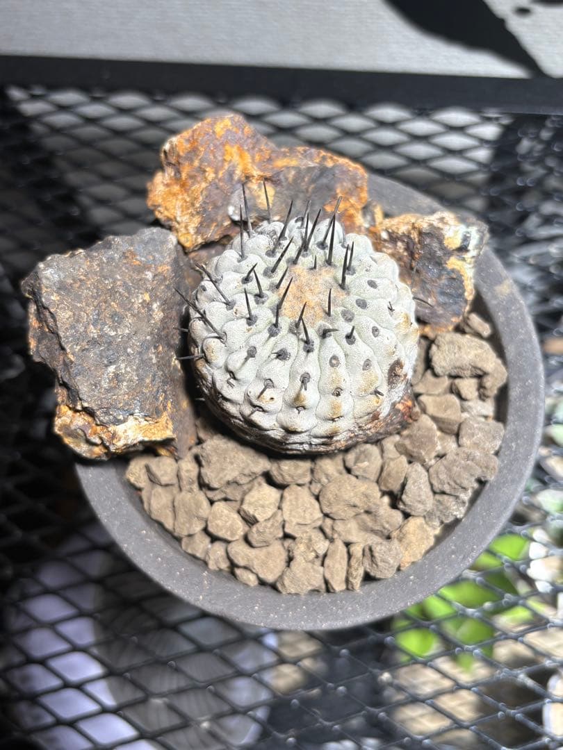 黒王丸 現地球 発根済み　コピアポア シネレア Copiapoa
