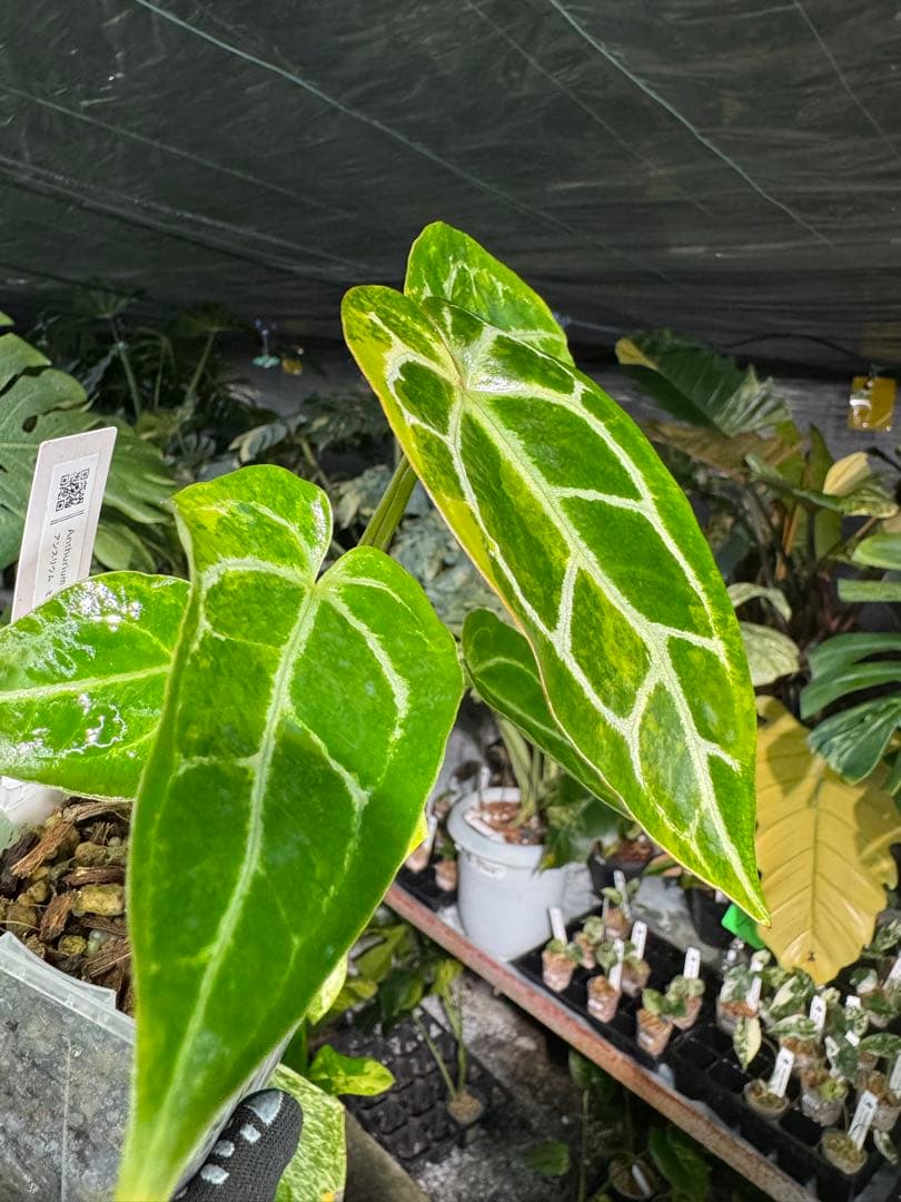 アンスリウム　ミシェル　x クリスタル　シルバー　レア交配　美斑入り　送料込み