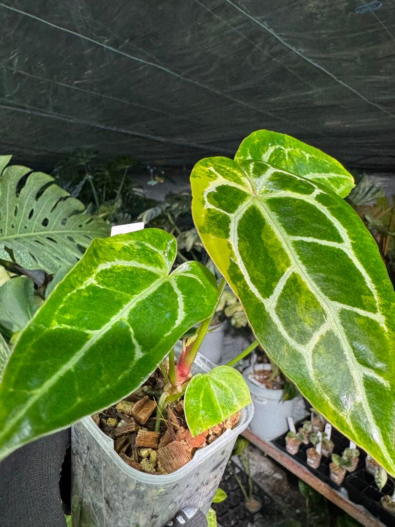 アンスリウム　ミシェル　x クリスタル　シルバー　レア交配　美斑入り　送料込み