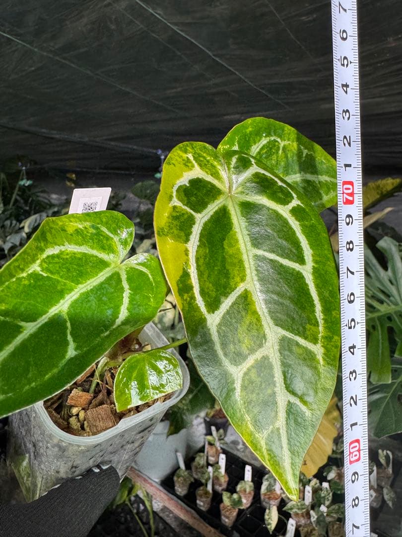 アンスリウム　ミシェル　x クリスタル　シルバー　レア交配　美斑入り　送料込み