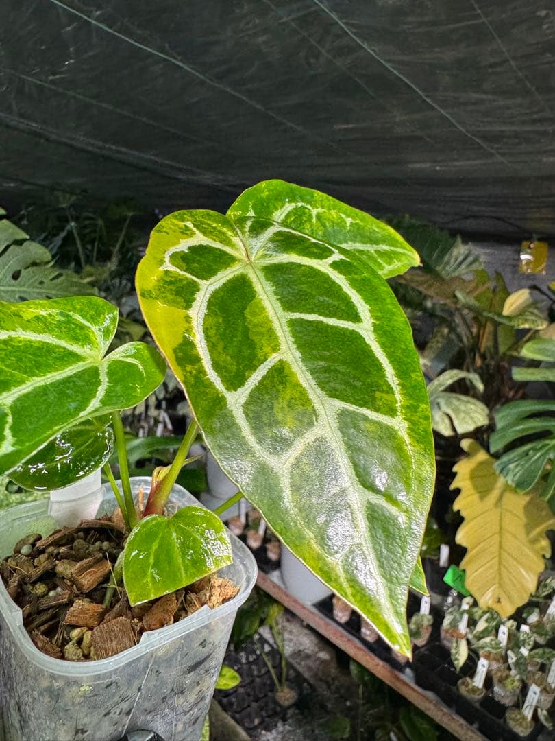 アンスリウム　ミシェル　x クリスタル　シルバー　レア交配　美斑入り　送料込み