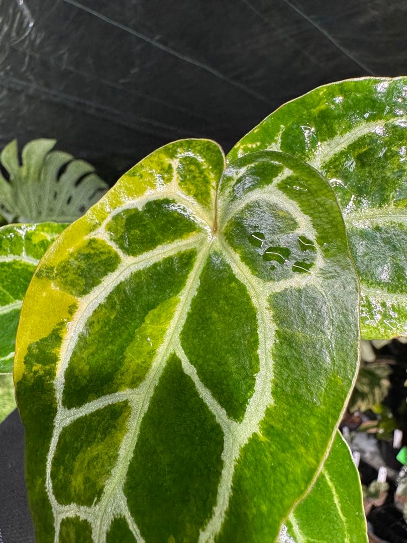 アンスリウム　ミシェル　x クリスタル　シルバー　レア交配　美斑入り　送料込み