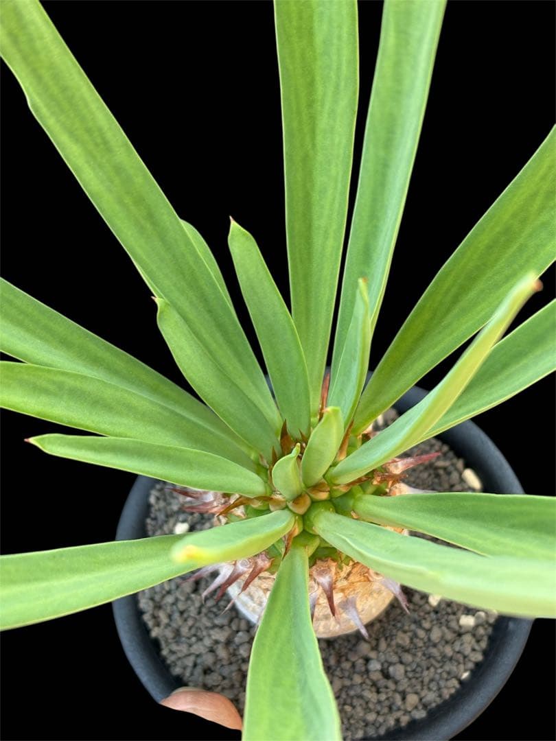 ユーフォルビア　サピニー